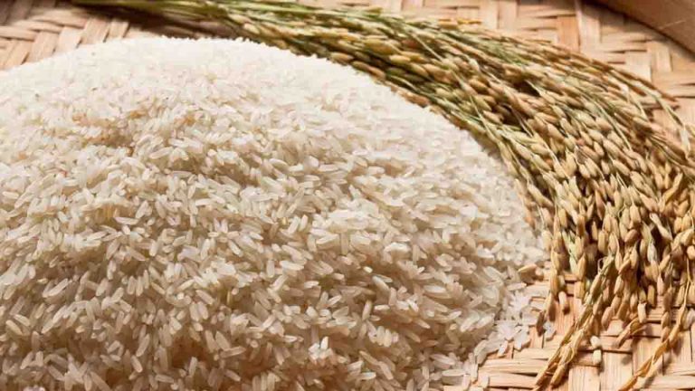 Rice Export: गोदामे तुटलेल्या तांदळाने भरली आहेत, सरकार मोठे पाऊल उचलू शकते 1 Rice Export News