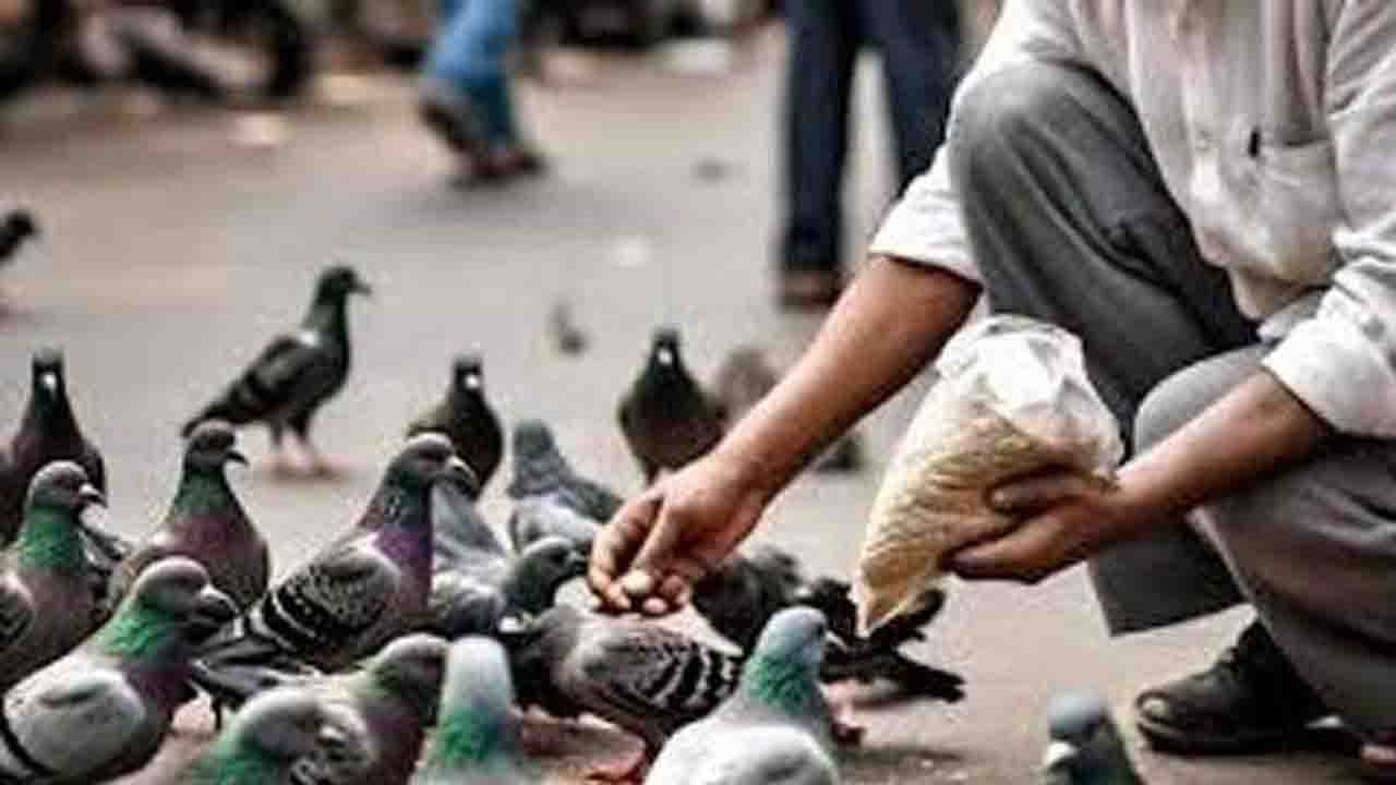 Feed Pigeons: बॉम्बे हाई कोर्ट का आदेश मुंबई में इन चार जगह डाल सकेंगे कबूतरों को दाना, सिर्फ 2 घंटे का मिलेगा समय