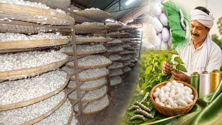 Marathi News: रेशीम उत्पादनात भारत बनणार जगातील नंबर-1 देश! सरकारने 2030-31 पर्यंत ठेवले 60 हजार टनांचे लक्ष्य 2 Marathi News: रेशीम उत्पादनात भारत बनणार जगातील नंबर-1 देश! सरकारने 2030-31 पर्यंत ठेवले 60 हजार टनांचे लक्ष्य